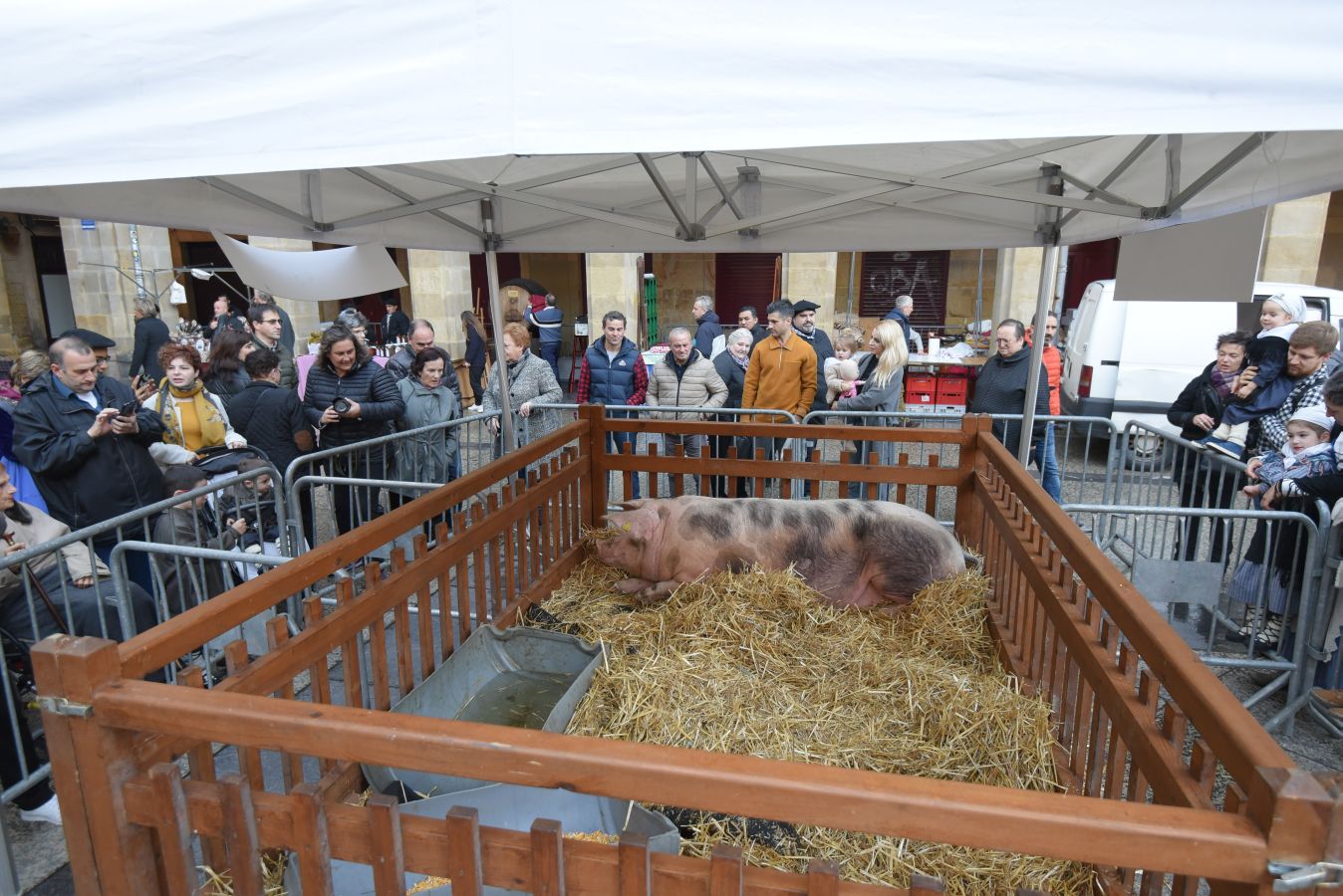 Los donostiarras han madrugado para ir a la feria desde primera hora de la mañana para ver a los animales en la Plaza Okendo y a la cerda en la Constitución