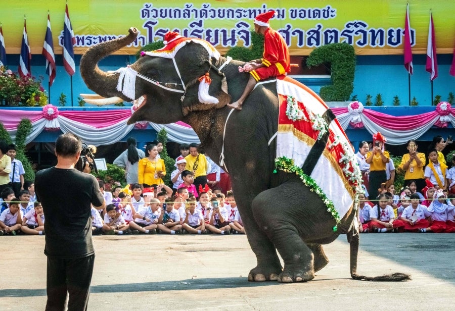Un mahout entrena a su elefante, vestido con un disfraz de Papá Noel, antes de la presentación que harán ambos delante de los escolares, a modo de celebración navideña en Ayutthaya. 