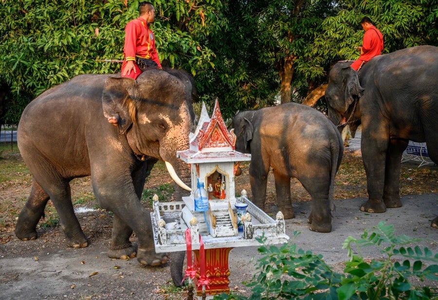 Un mahout entrena a su elefante, vestido con un disfraz de Papá Noel, antes de la presentación que harán ambos delante de los escolares, a modo de celebración navideña en Ayutthaya. 