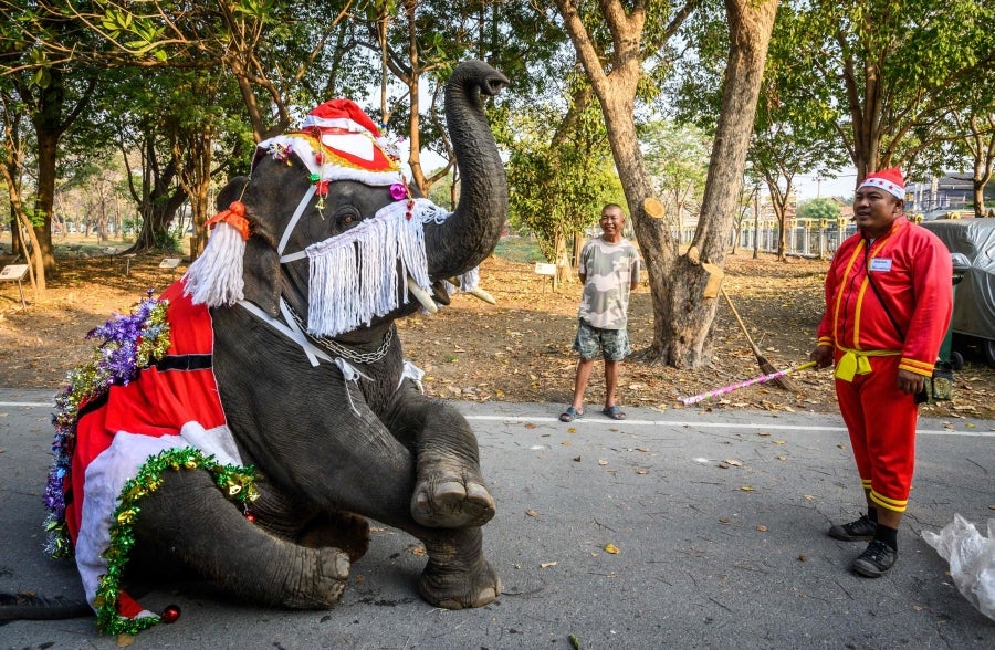Un mahout entrena a su elefante, vestido con un disfraz de Papá Noel, antes de la presentación que harán ambos delante de los escolares, a modo de celebración navideña en Ayutthaya. 