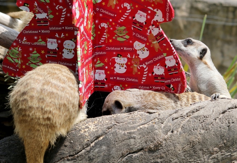 Los animales del Zoo de Adelaida, Australia, también han recibido sus regalos. 
