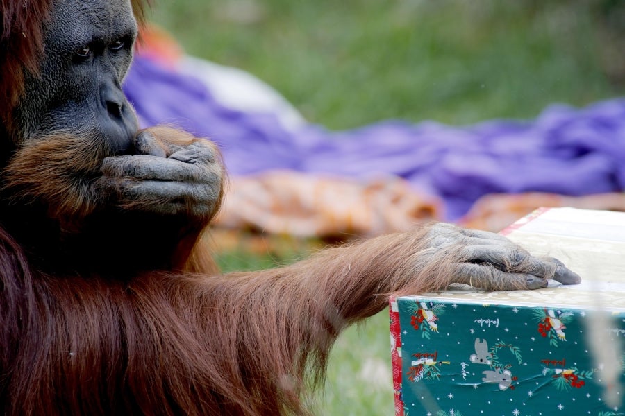 Los animales del Zoo de Adelaida, Australia, también han recibido sus regalos. 