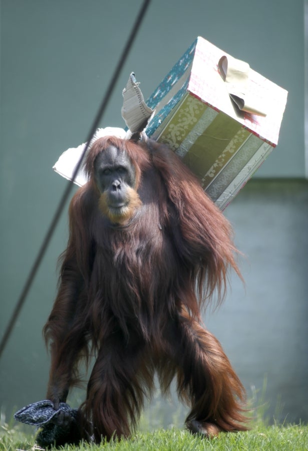 Los animales del Zoo de Adelaida, Australia, también han recibido sus regalos. 
