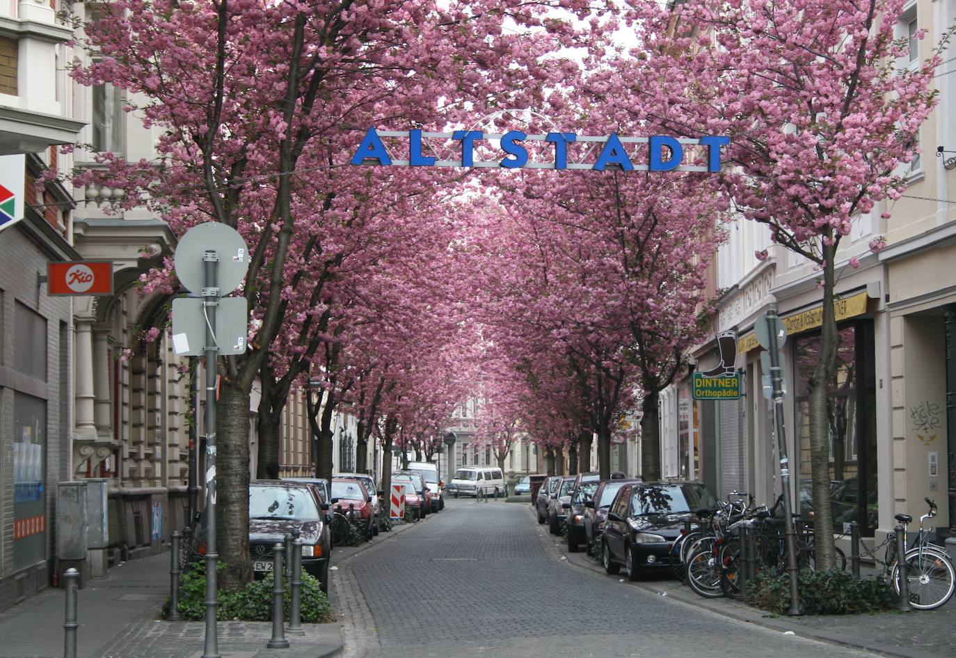 Cherry Blossom (Bonn, Alemania) 