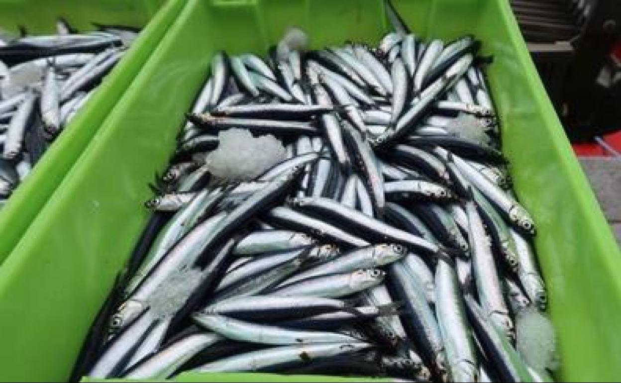 Renovado sin cambios el acuerdo para la costera de la anchoa en el Cantábrico