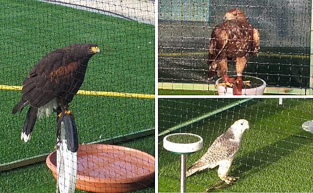 Las rapaces descansando entre ejercicio y ejecicio en la banda de hierba artificial del campo