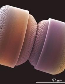 Imagen secundaria 2 - «Líneas de alarma, Antenas y feromonas y 'Nanoplancton calcáreo'. 