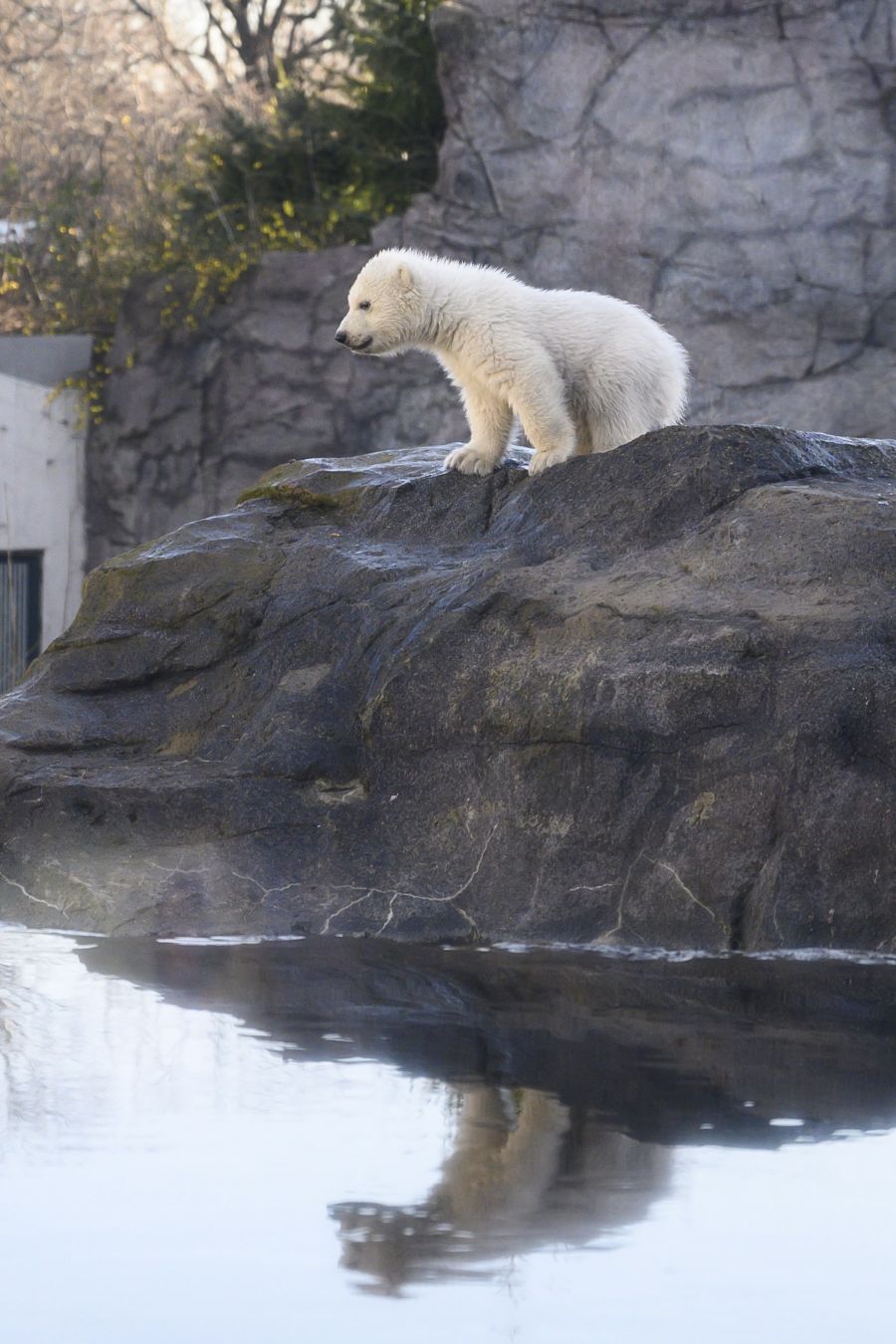 Fotos La Primera Cría De Oso Polar En Doce Años El Diario Vasco 