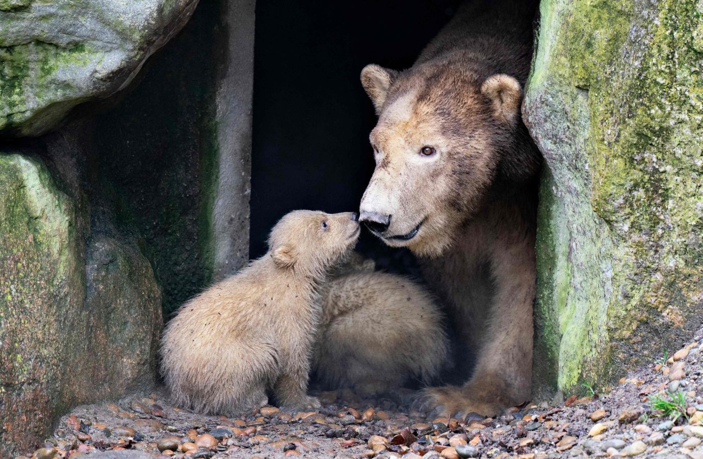 Dos nuevos cachorros de oso polar exploran su recinto con su madre Malik, por primera vez, en el zoológico de Aalborg en Aalborg, Dinamarca.