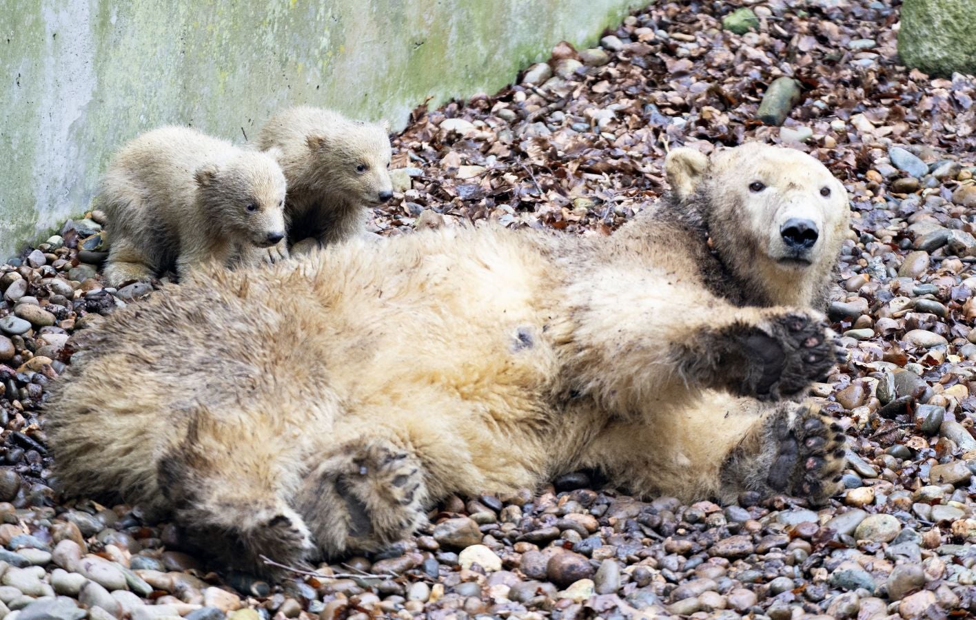 Dos nuevos cachorros de oso polar exploran su recinto con su madre Malik, por primera vez, en el zoológico de Aalborg en Aalborg, Dinamarca.