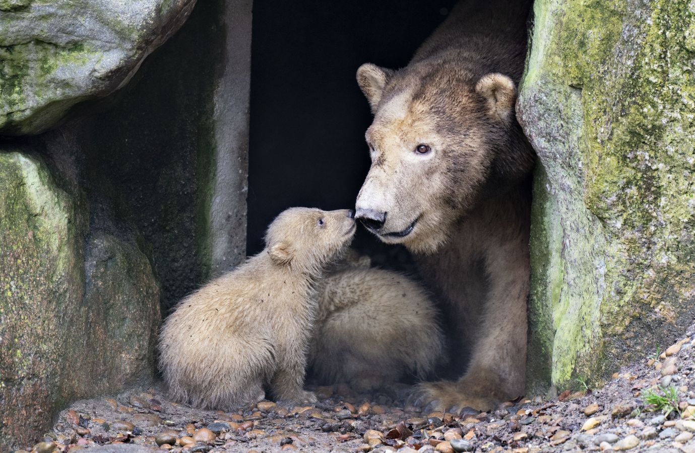 Dos nuevos cachorros de oso polar exploran su recinto con su madre Malik, por primera vez, en el zoológico de Aalborg en Aalborg, Dinamarca.