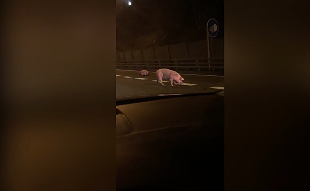 Se escapan varios cerdos tras abrirse la compuerta del camión que los transportaba en la A-15 en Urnieta