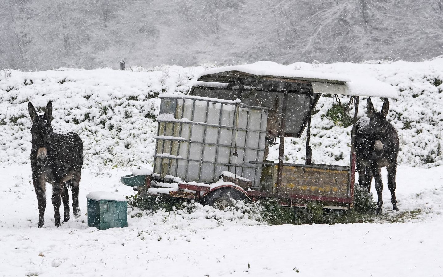 La nieve llega a Gipuzkoa