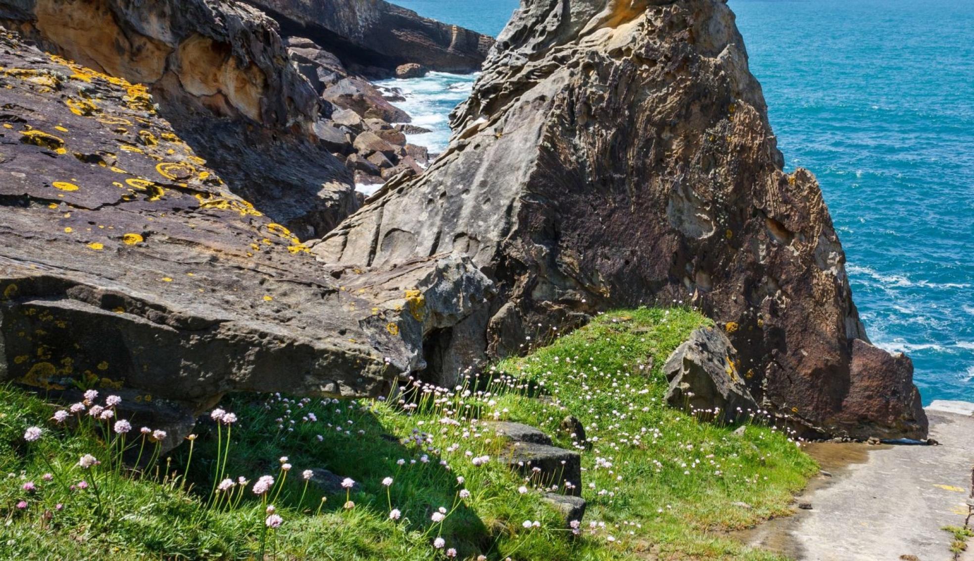 Paisaje de Ulia, con la armeriaeuscadiensis, el 'clavel marítimovasco', una delicada flor rosáceaque brota en los meses de abrily mayo. 