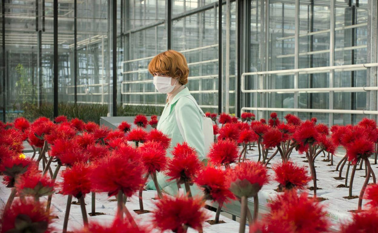 Emily Beecham con mascarilla, pero no a causa del coronavirus, en una escena de 'Little Joe'. 