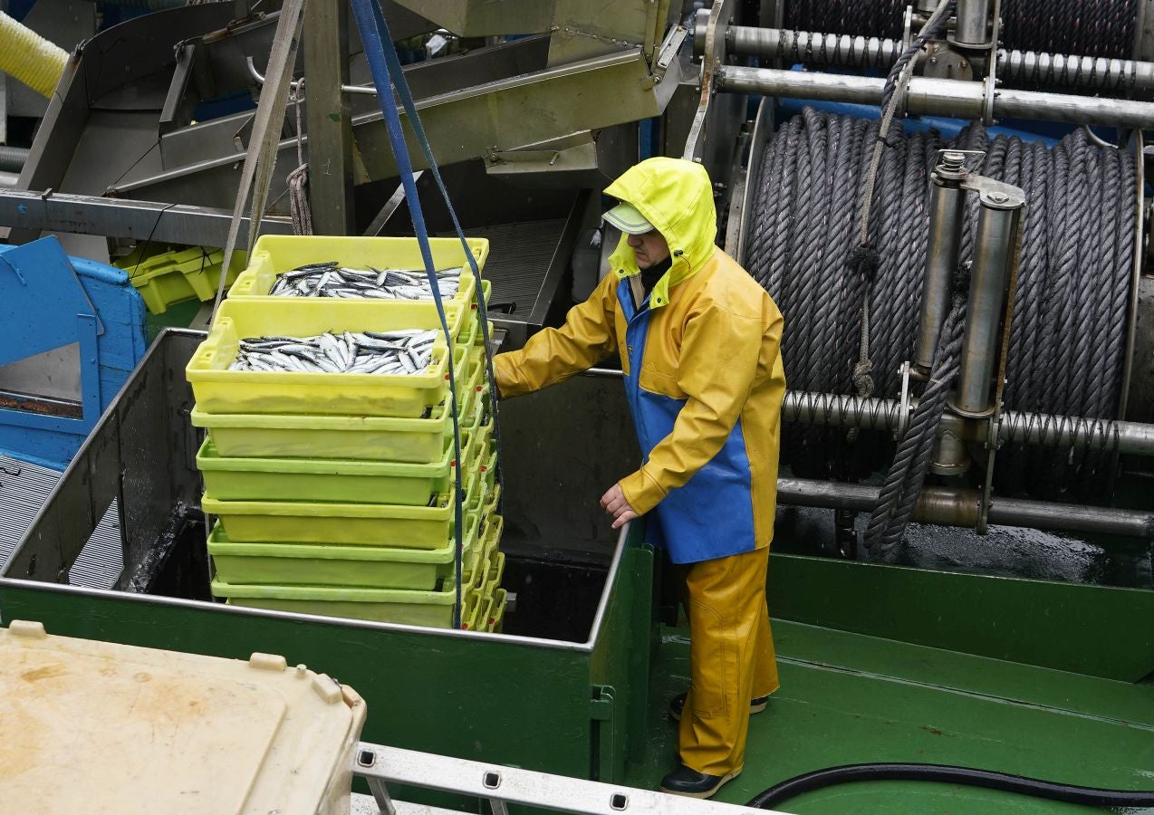 En lonja se ha abonado a 2,65 euros el kilo