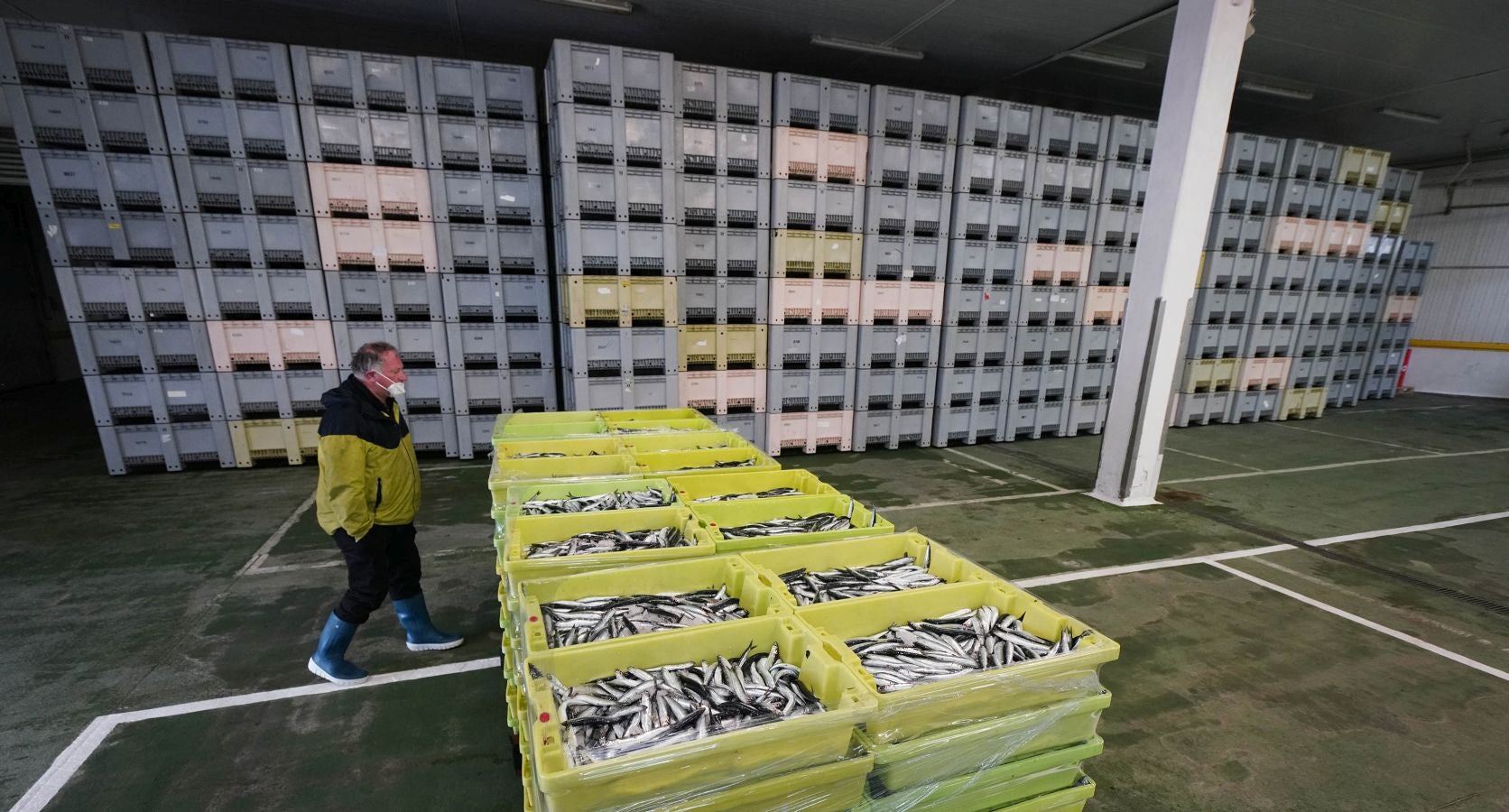 En lonja se ha abonado a 2,65 euros el kilo