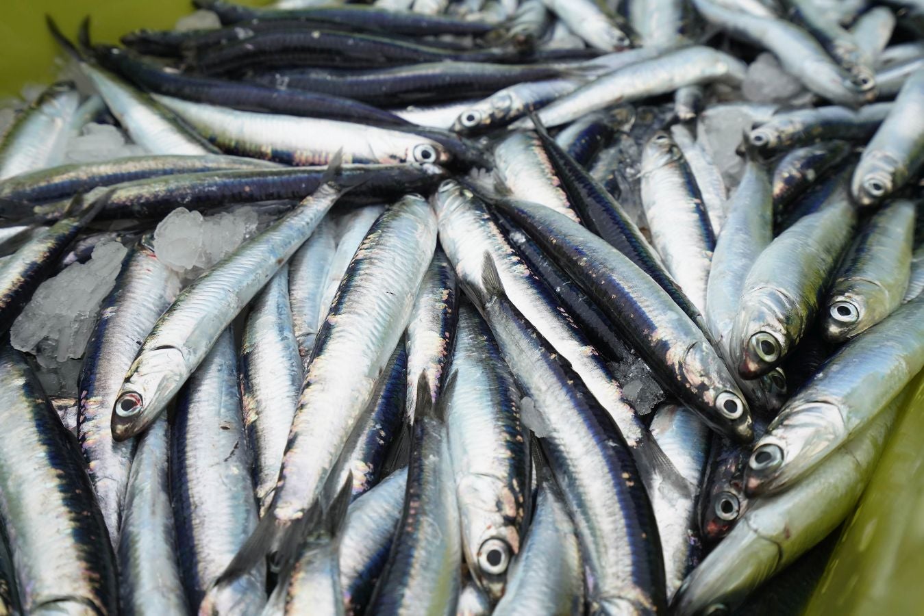 En lonja se ha abonado a 2,65 euros el kilo