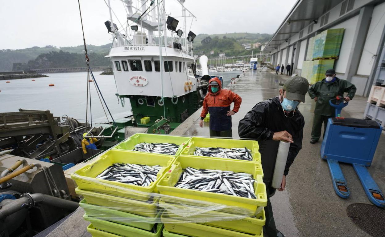 Descarga de Antxoa en Getaria. 