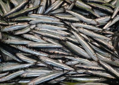 Imagen secundaria 1 - Llegan a Getaria las primeras descargas de anchoa grande