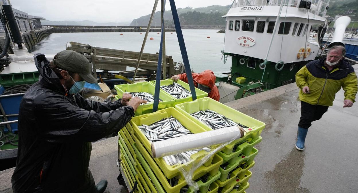 La anchoa capturada en aguas francesas y descargada ayer en Getaria contaba con un buen tamaño. 
