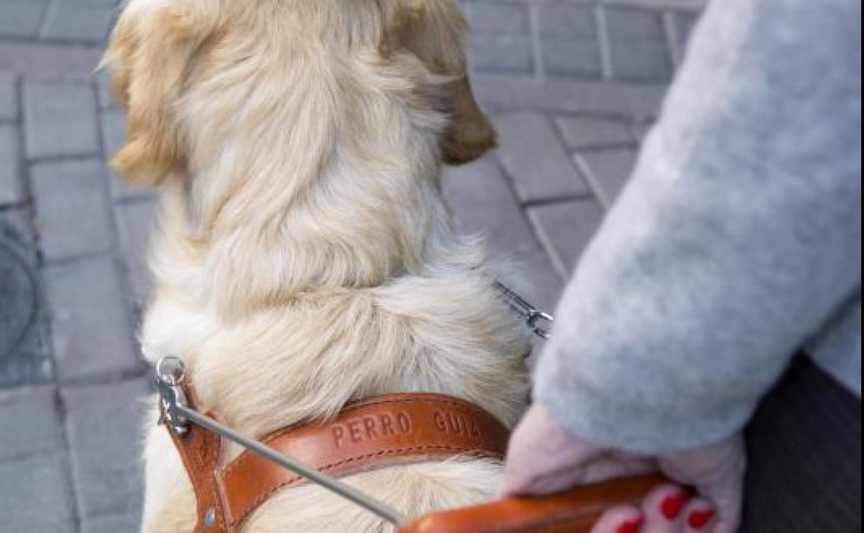 Día del perro guía: 17 perros guía acompañan en Gipuzkoa a los invidentes