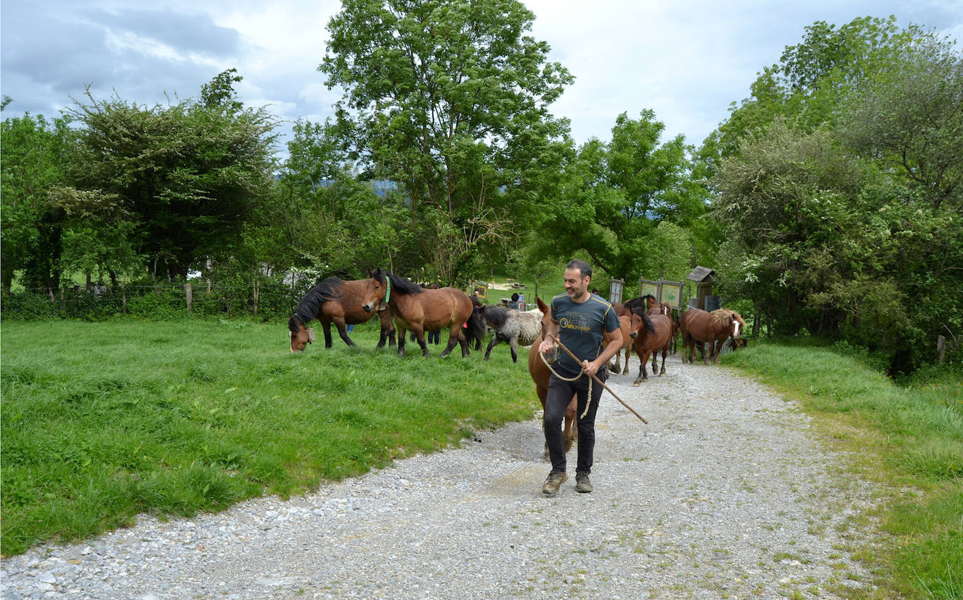 Fotos: Abaltzisketan ere zabaldu dituzte larreak
