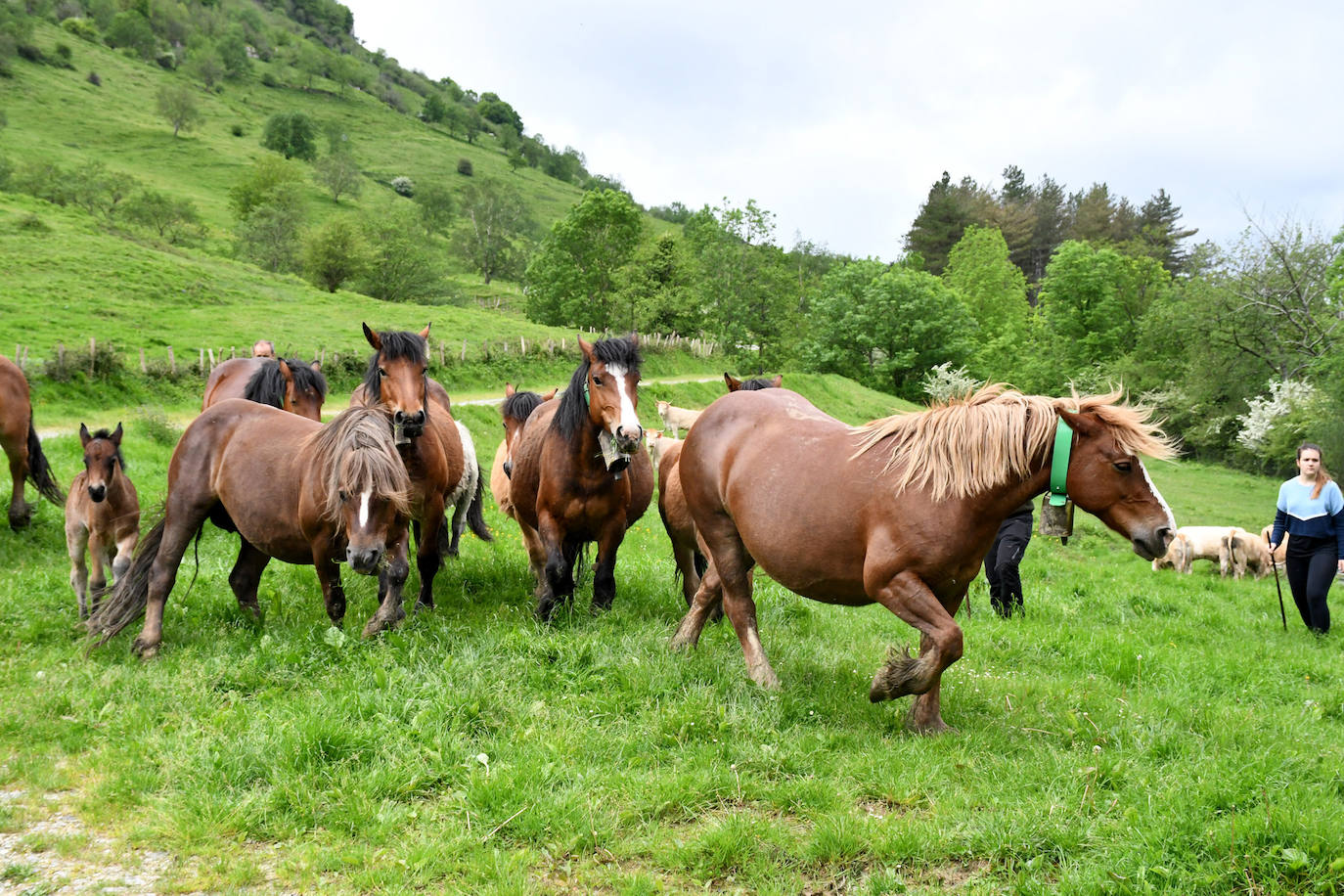 Fotos: Abaltzisketan ere zabaldu dituzte larreak