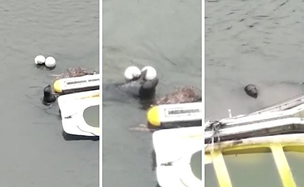 San Sebastián: La foca confinada en San Sebastián