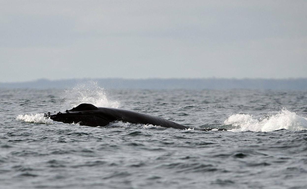 Las especies marinas huyen más rápido que las terrestres del calentamiento