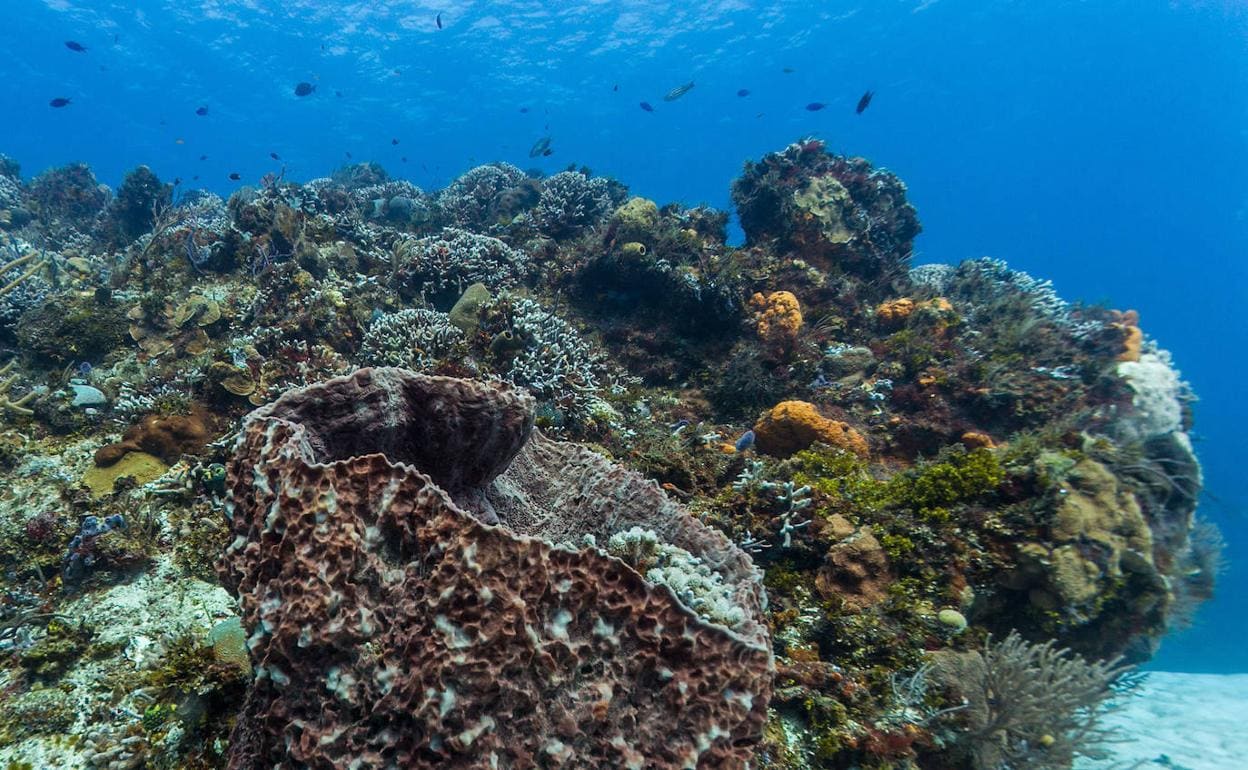 Imagen de archivo de un arrecife de coral.