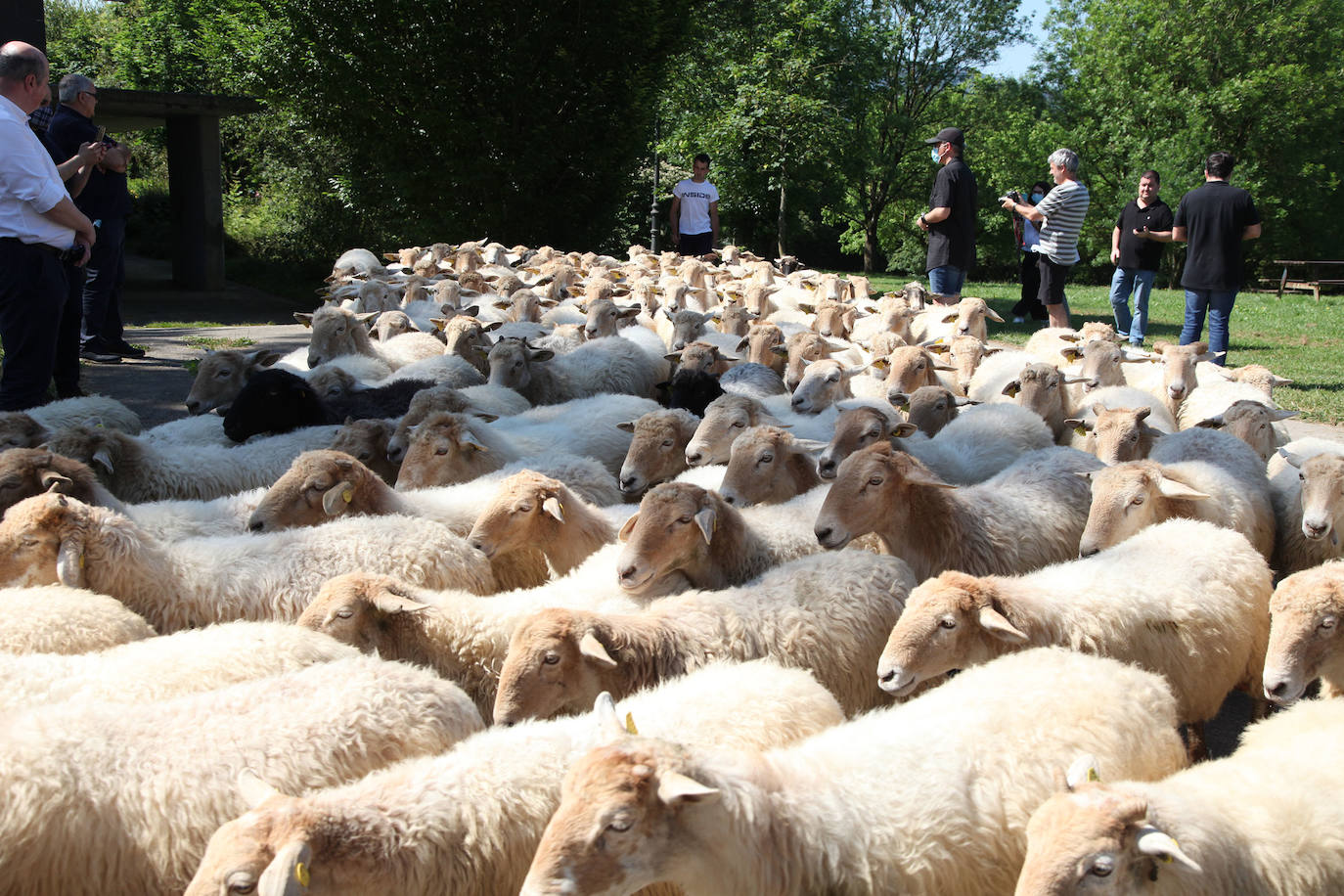 Ordizia ha recuperado este miércoles una nueva edición del Artzain eguna, aunque lo ha hecho con un único acto: la presentación del nuevo queso Idiazabal y el corte del mismo, que cada año realiza un popular personaje. Unai Campo, cocinero del restaurante Porrue de Bilbao y vinculado a la feria de Ordizia, ha sido la figura clave en una edición en la que que representantes del Gobierno Vasco y de la Diputación Foral de Gipuzkoa han seguido de forma telemática. No se ha podido celebrar, sin embargo, el tradicional paso de ovejas por el centro del pueblo