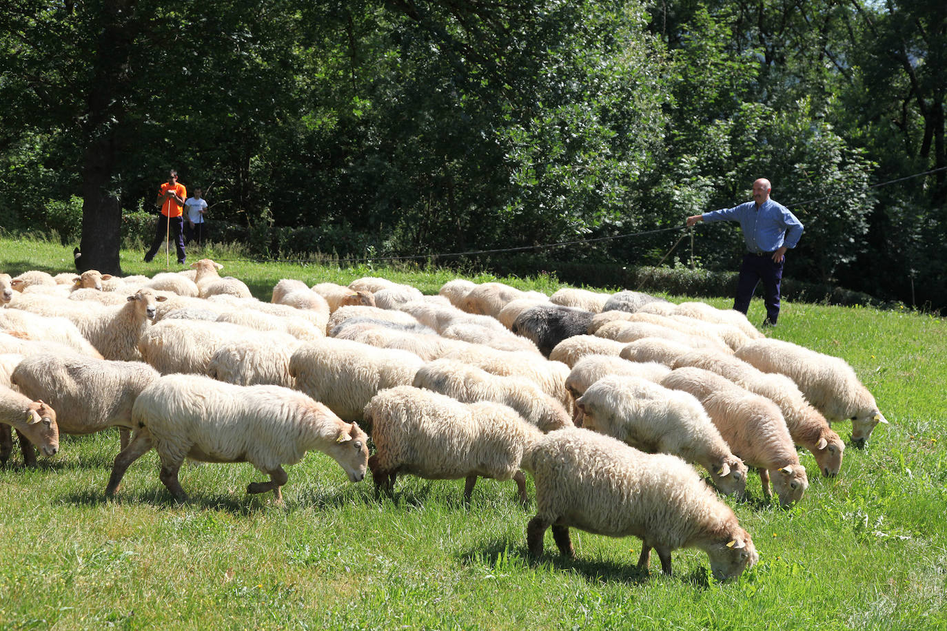 Ordizia ha recuperado este miércoles una nueva edición del Artzain eguna, aunque lo ha hecho con un único acto: la presentación del nuevo queso Idiazabal y el corte del mismo, que cada año realiza un popular personaje. Unai Campo, cocinero del restaurante Porrue de Bilbao y vinculado a la feria de Ordizia, ha sido la figura clave en una edición en la que que representantes del Gobierno Vasco y de la Diputación Foral de Gipuzkoa han seguido de forma telemática. No se ha podido celebrar, sin embargo, el tradicional paso de ovejas por el centro del pueblo