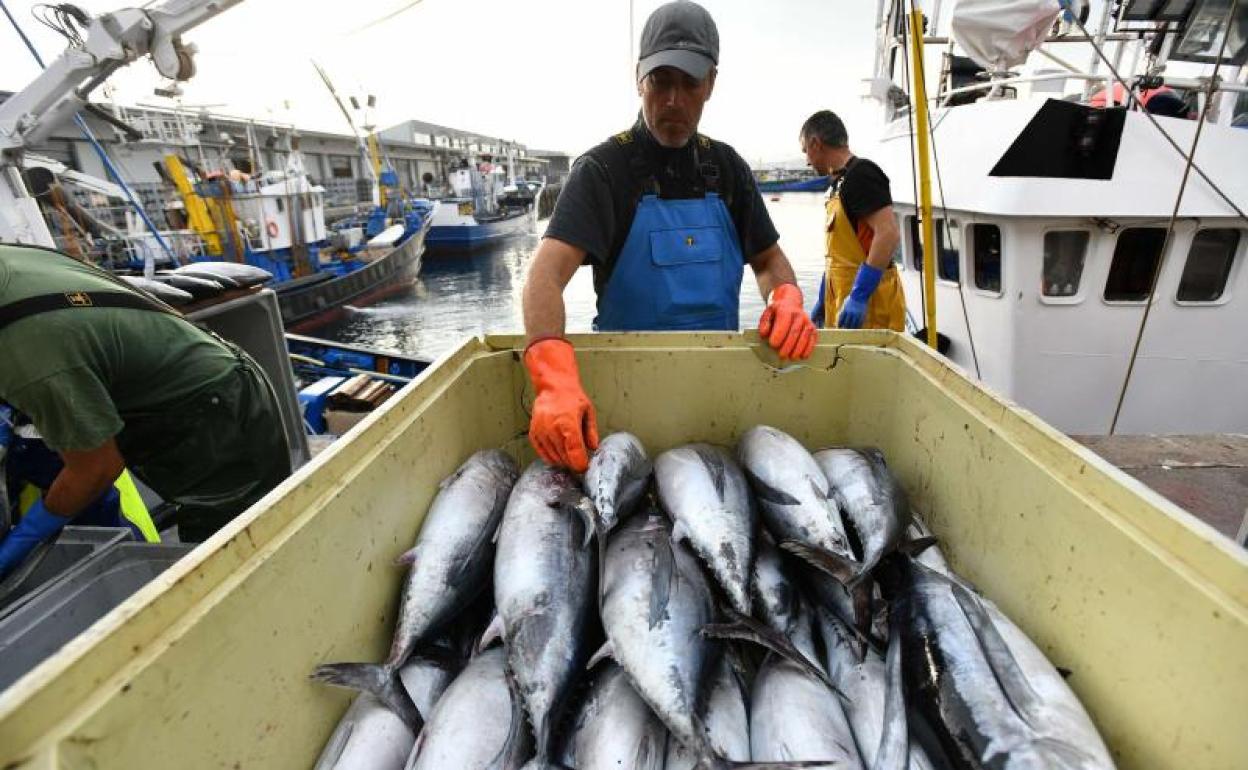 Descarga de bonito en el puerto de Getaria