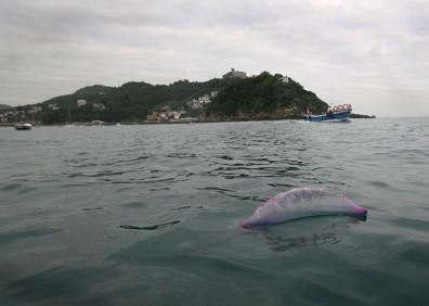 Imagen secundaria 1 - Arriba, recogida de ejemplares. Abajo izquierda, una carabela flotando en la bahía. A la derecha un bañista muestra las marcas que le dejó la picadura de una carabela. 