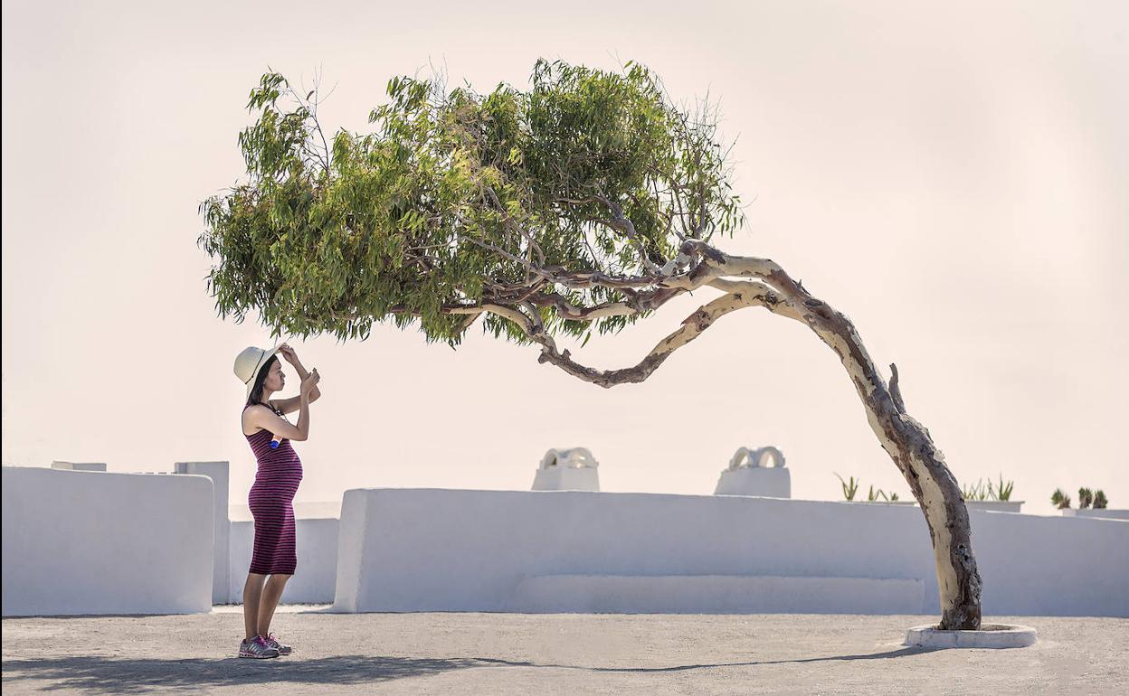 «A la sombra del árbol», segundo premio del jurado en el Concurso Foto del Lector 2020.