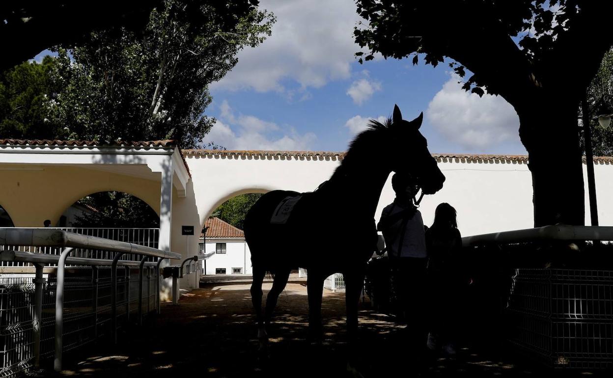 'Abu' y 'Navia', por unanimidad con sus triunfos en La Zarzuela