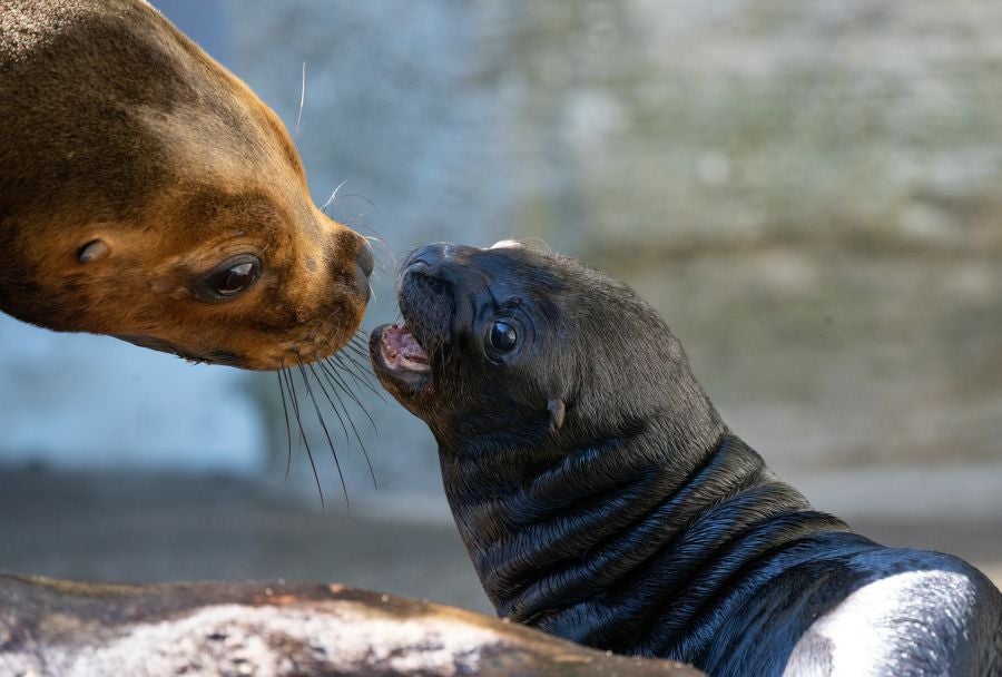 Un cachorro de lobo marino de doce días de edad es visto con su madre Peaches en su recinto en el zoológico Schoenbrunner Tiergarten en medio del brote de la enfermedad por coronavirus (COVID-19) en Viena, Austria