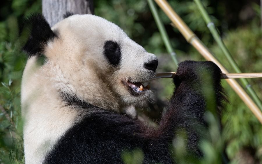 Un cachorro de lobo marino de doce días de edad es visto con su madre Peaches en su recinto en el zoológico Schoenbrunner Tiergarten en medio del brote de la enfermedad por coronavirus (COVID-19) en Viena, Austria
