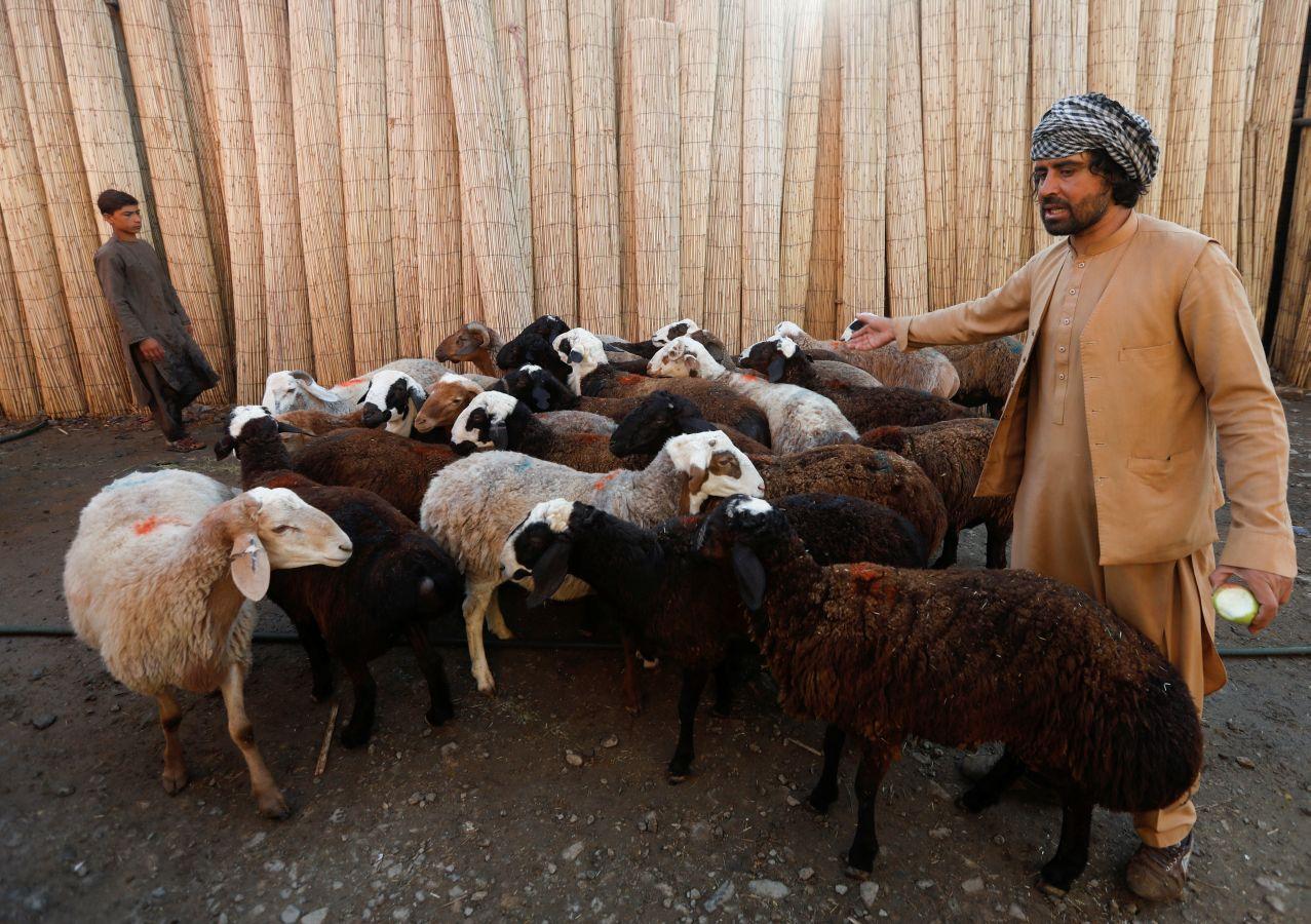 La festividad conocida como Eid al-Adha o Fiesta del Cordero es una de las celebraciones más importantes en el mundo musulmán. No hay una fecha exacta de celebración, pues su realización coincide con el fin del peregrinaje a La Meca (El Hajj). Es una tradición en la cual se aprovecha para orar junto con la familia y posteriormente se sacrifica un cordero. Esto por hacer una referencia a los hechos de las sagradas escrituras del Corán. En el cual se menciona que Dios, ordenó a Abraham a sacrificar a su primogénito como prueba de su fidelidad y, previo a esto, Dios le ofreció un cordero para sacrificarlo. Es una costumbre con bastante arraigo en el mundo árabe. Países como Afganistán, Siria, Kuwait, Líbano, Palestina o Nigeria lo celebran. 