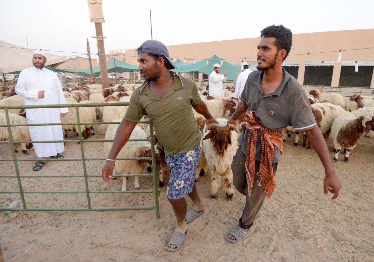 La festividad conocida como Eid al-Adha o Fiesta del Cordero es una de las celebraciones más importantes en el mundo musulmán. No hay una fecha exacta de celebración, pues su realización coincide con el fin del peregrinaje a La Meca (El Hajj). Es una tradición en la cual se aprovecha para orar junto con la familia y posteriormente se sacrifica un cordero. Esto por hacer una referencia a los hechos de las sagradas escrituras del Corán. En el cual se menciona que Dios, ordenó a Abraham a sacrificar a su primogénito como prueba de su fidelidad y, previo a esto, Dios le ofreció un cordero para sacrificarlo. Es una costumbre con bastante arraigo en el mundo árabe. Países como Afganistán, Siria, Kuwait, Líbano, Palestina o Nigeria lo celebran. 
