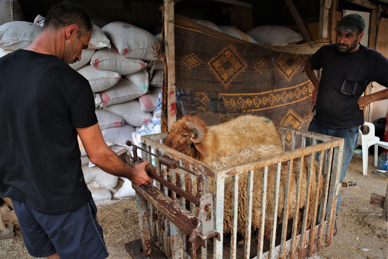 La festividad conocida como Eid al-Adha o Fiesta del Cordero es una de las celebraciones más importantes en el mundo musulmán. No hay una fecha exacta de celebración, pues su realización coincide con el fin del peregrinaje a La Meca (El Hajj). Es una tradición en la cual se aprovecha para orar junto con la familia y posteriormente se sacrifica un cordero. Esto por hacer una referencia a los hechos de las sagradas escrituras del Corán. En el cual se menciona que Dios, ordenó a Abraham a sacrificar a su primogénito como prueba de su fidelidad y, previo a esto, Dios le ofreció un cordero para sacrificarlo. Es una costumbre con bastante arraigo en el mundo árabe. Países como Afganistán, Siria, Kuwait, Líbano, Palestina o Nigeria lo celebran. 