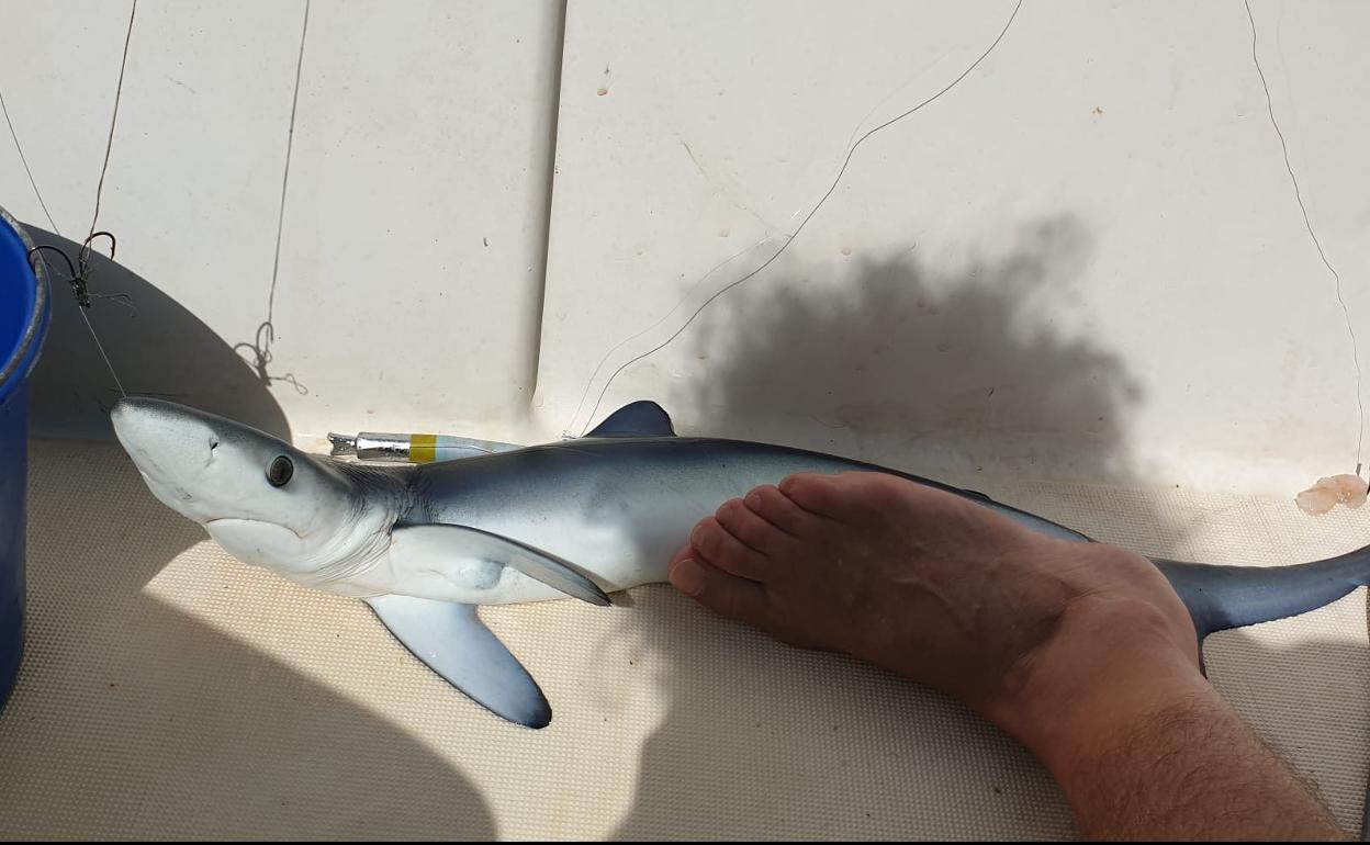 Tintorera capturada a unos 200 metros de la costa donostiarra. 