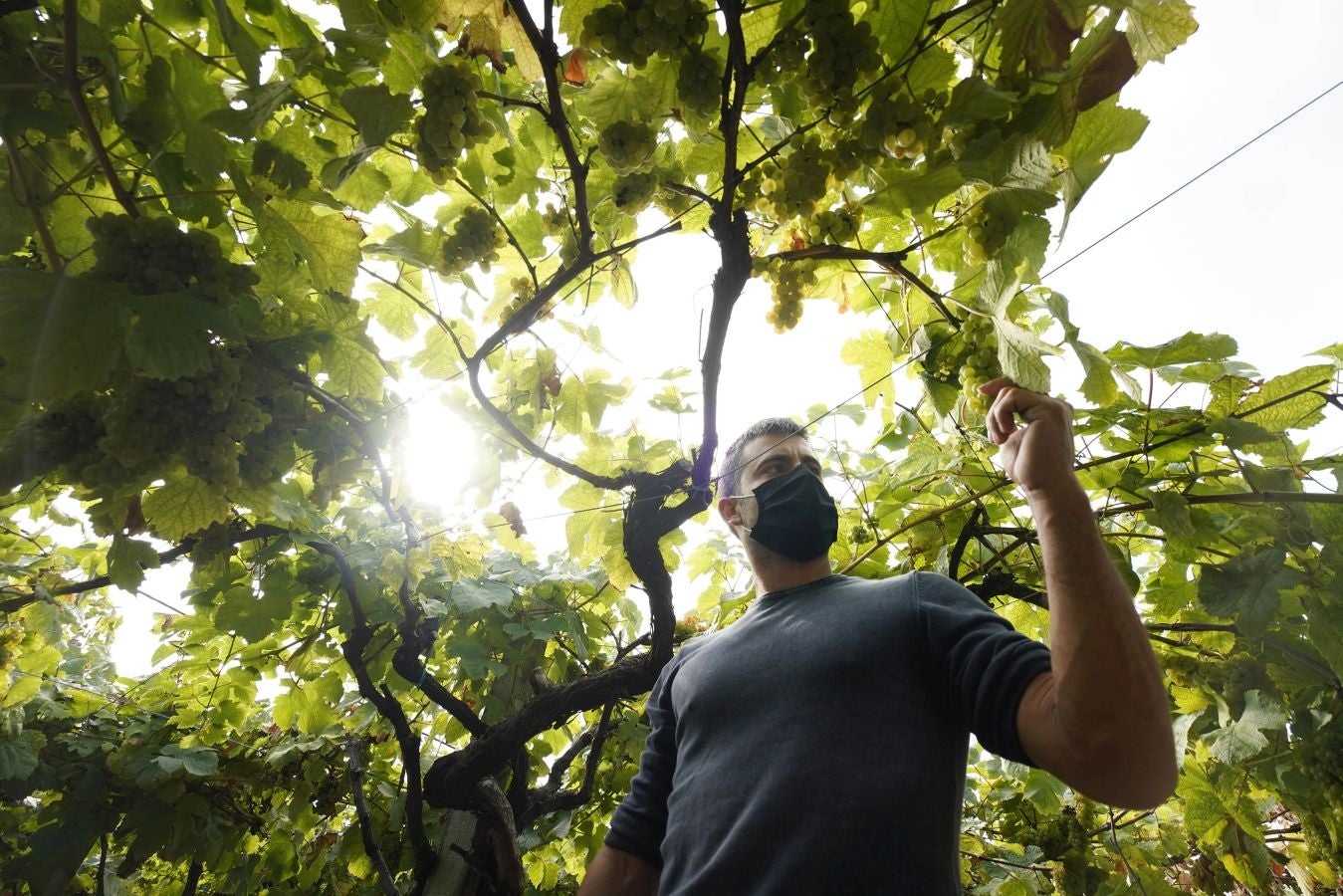 Medio millar de temporeros se someten a test PCR antes de dar comienzo a la vendimia del txakoli