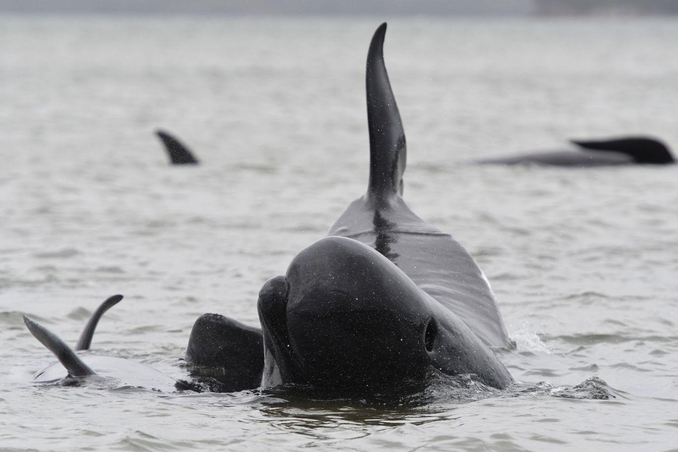 Fotos: Cientos de ballenas varadas en Australia
