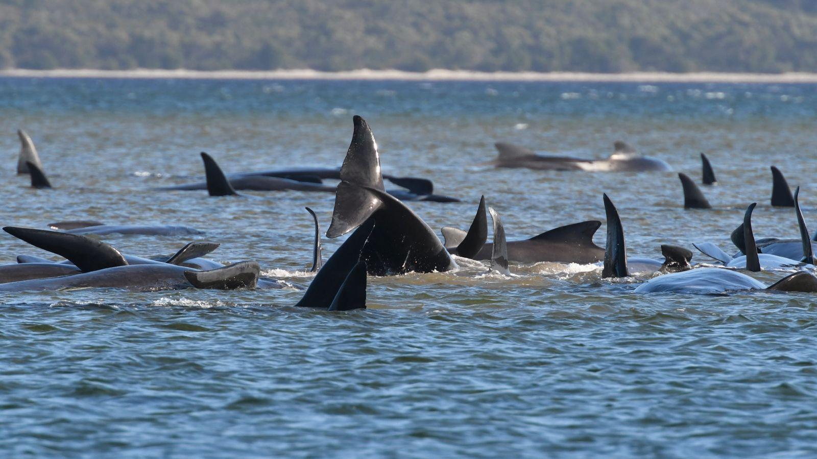 Fotos: Cientos de ballenas varadas en Australia