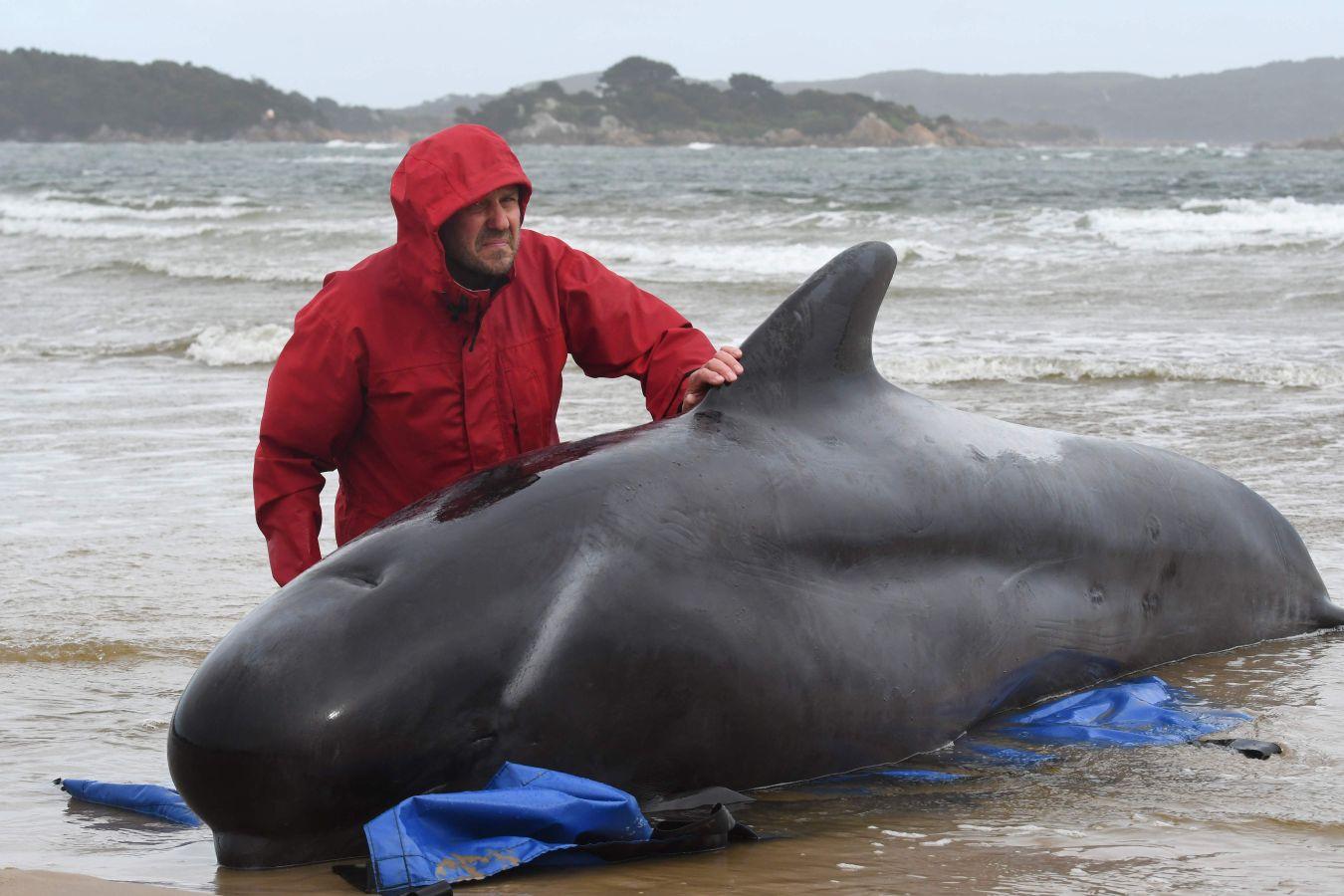 Fotos: Cientos de ballenas varadas en Australia