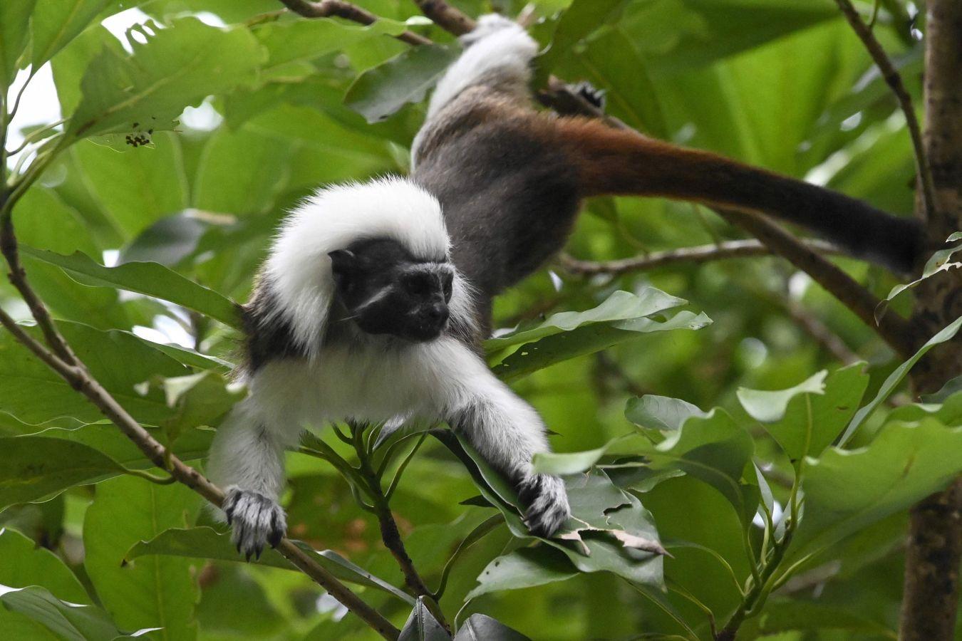Nuevos integrantes en el zoológico de Taiwán