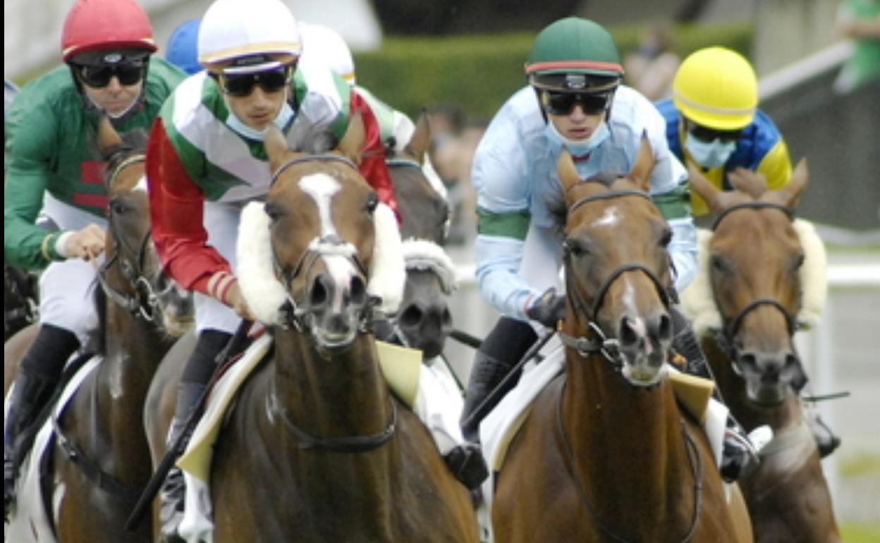 Caballos en el hipódromo. 
