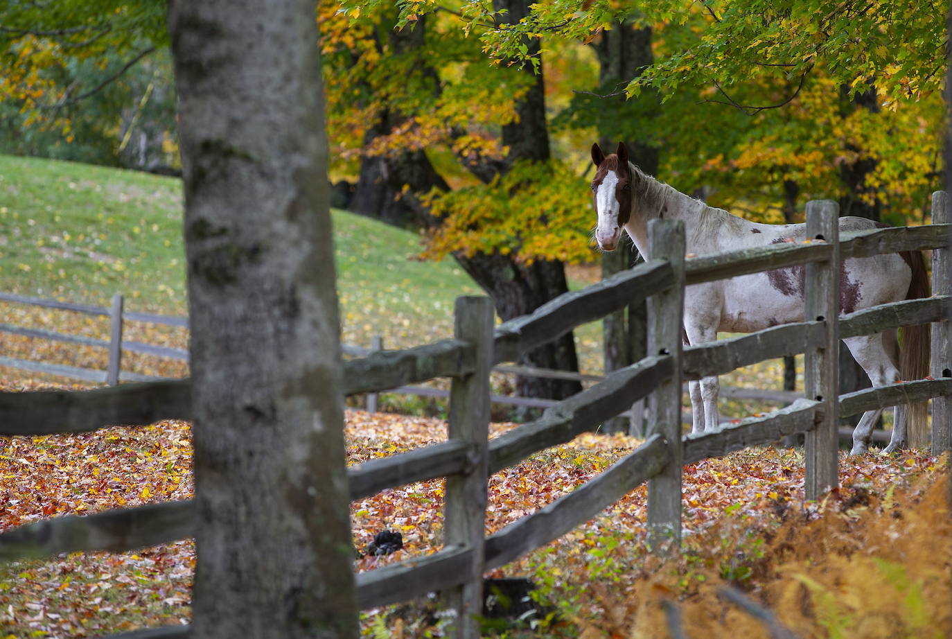 En White Mountains, de New Hampshire, los picos más altos ya registran colores otoñales que atraen a millones de visitantes de todo el mundo. Otras visitas obligadas son Peterborough, Jaffrey y Stowe, en Vermont. 